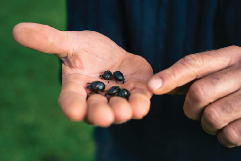 Dung Beetles - Land for Wildlife