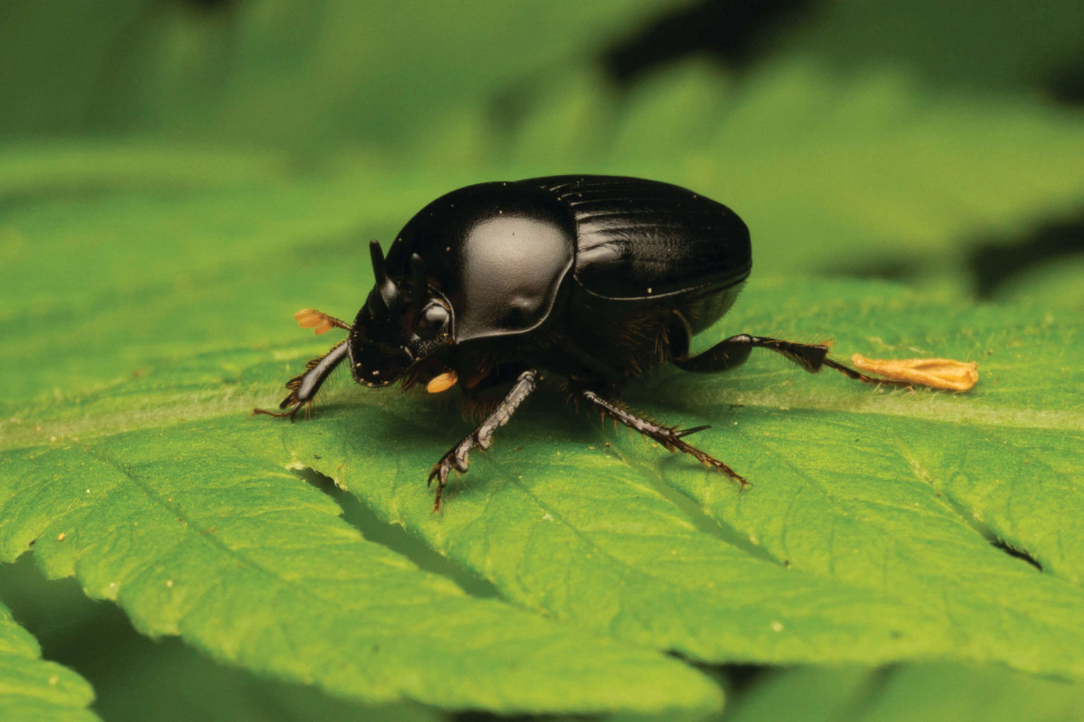 Dung Beetles Land for Wildlife