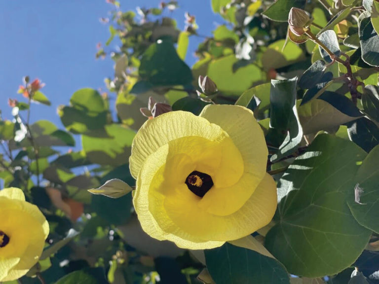 Native Hibiscus & Jhdungah Murulla Women Land for Wildlife