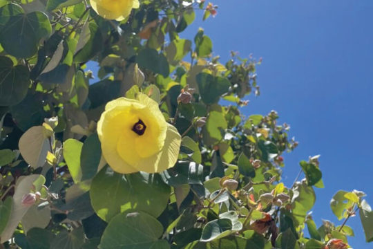 Native Hibiscus & Jhdungah Murulla Women