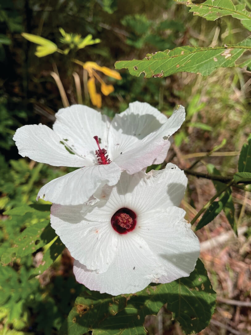 Native Hibiscus & Jhdungah Murulla Women Land for Wildlife