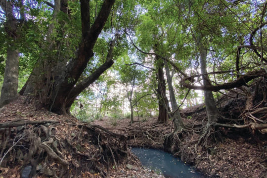 Creek and Riverbed Erosion