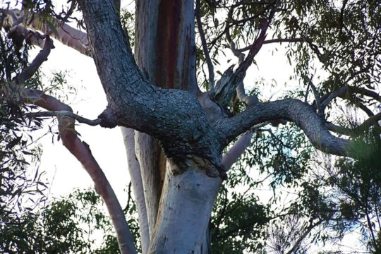 Franklin Tree: The Angophora that changes genus half way up