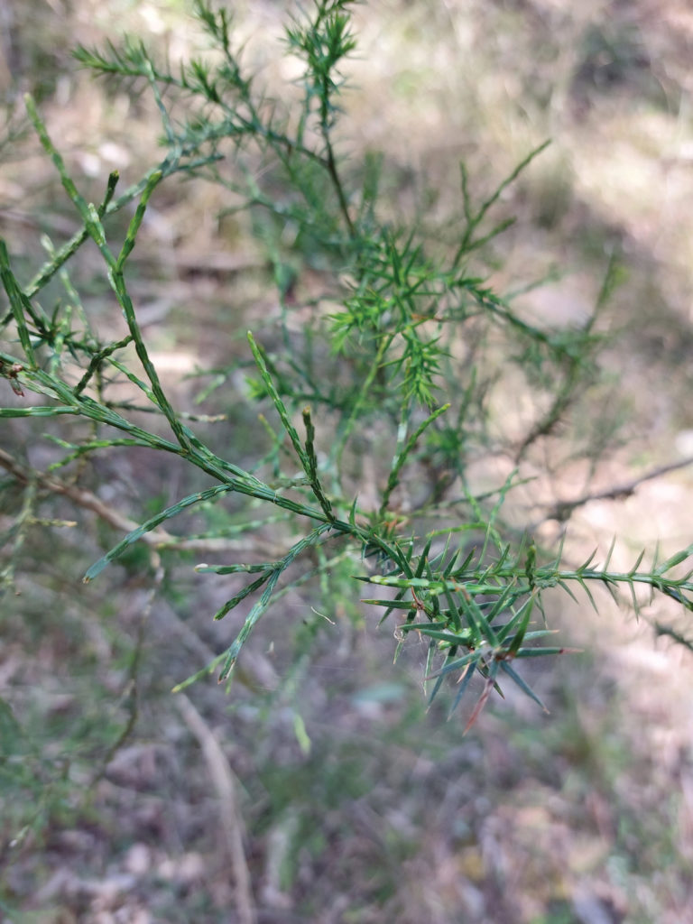 Baileys prickly new growth - Land for Wildlife
