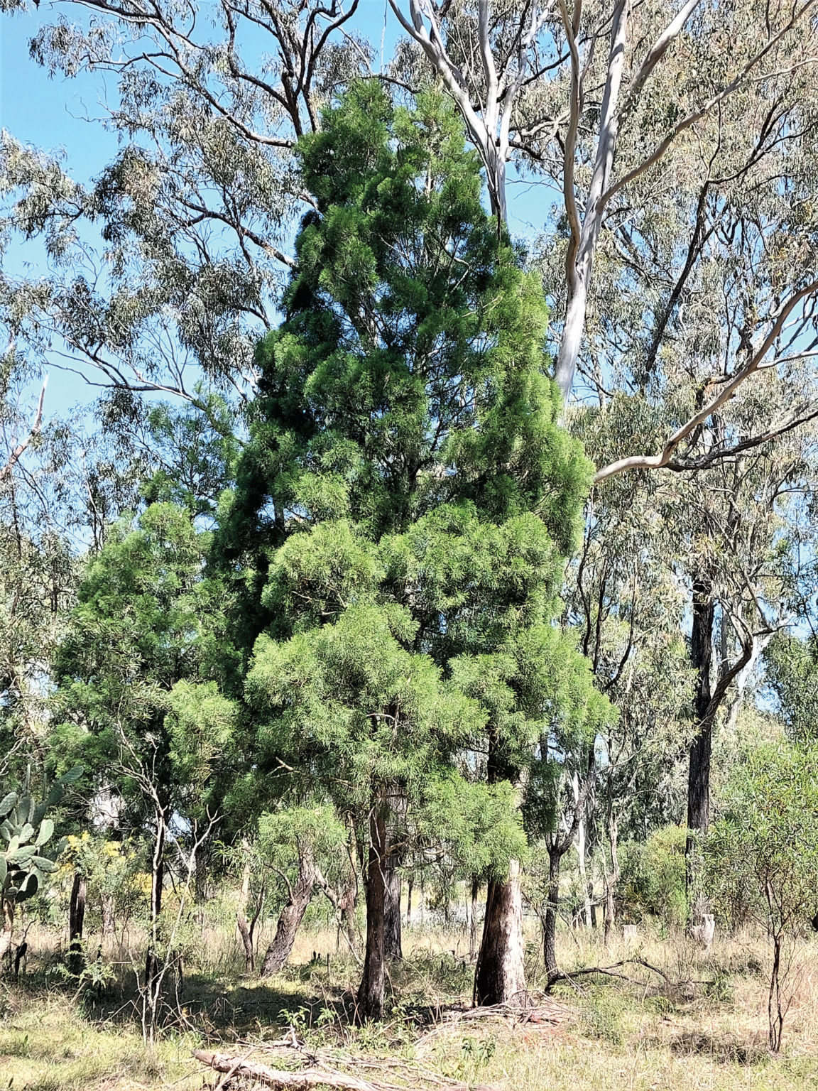 Baileys young tree Land for Wildlife