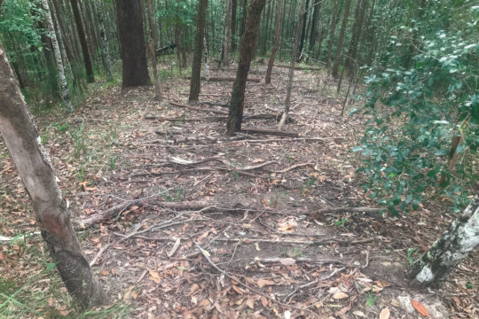 Brush-Matting to Mitigate Soil Erosion