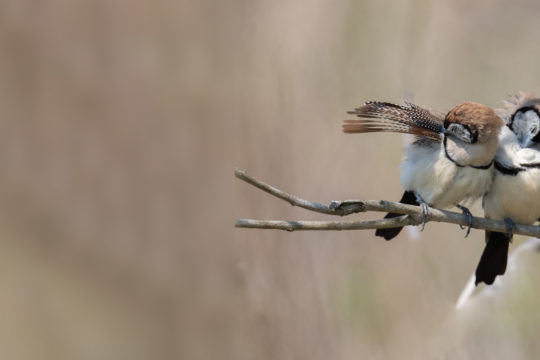 How birds keep their feathers healthy