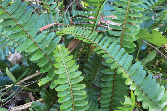 Rainforest Identification Resources