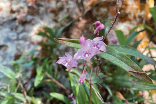 Dictionary of Botanical Names