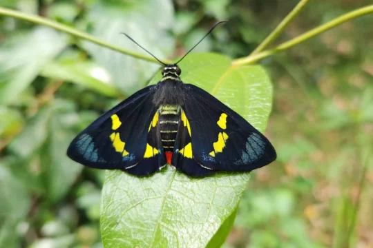 Bringing Back Brisbane’s Regent Skippers