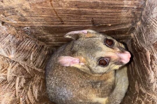 Chainsaw Hollows: An alternative to nest boxes