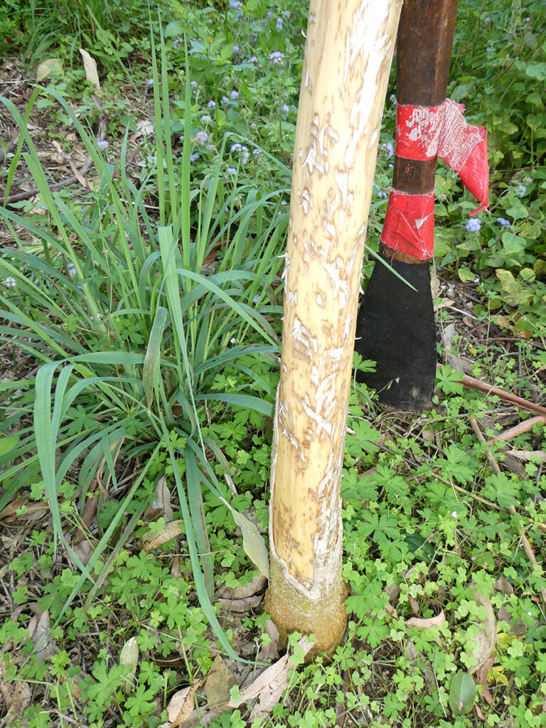 Deer Frenzy on Tobacco Trees Land for Wildlife
