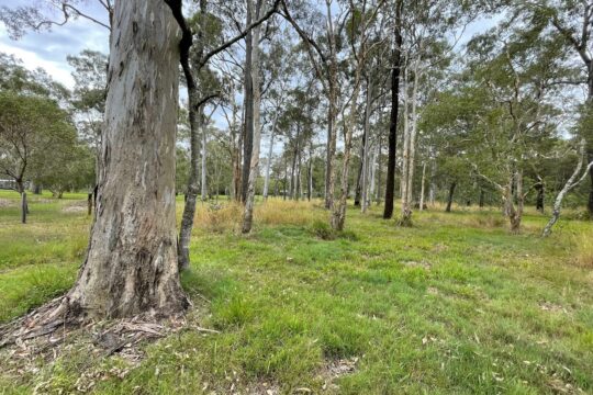 Koalas and Koala Bells