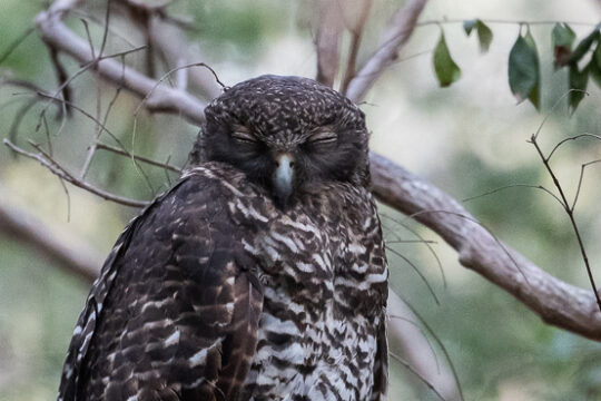 Powerful Owl Monitoring Project