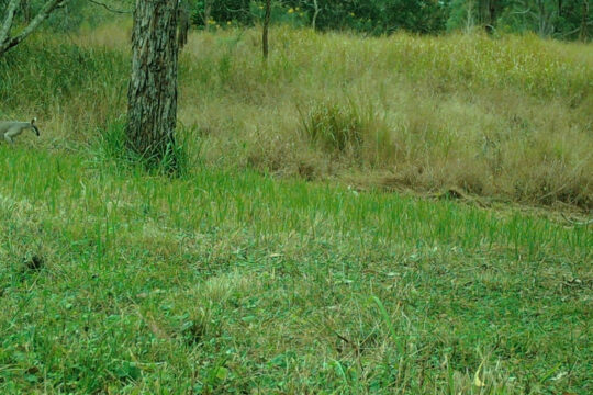 Grassy Groundcovers and Rufous Bettongs