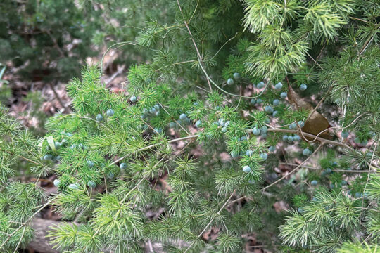 Weeds to Watch: Rusty-leaf Pittosporum and Ming Asparagus