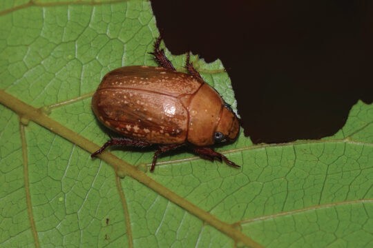 Christmas Beetles: Are they in decline?