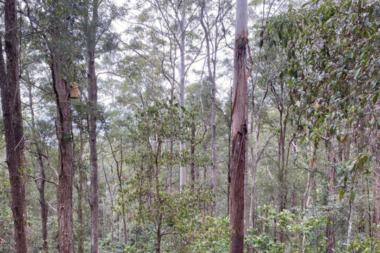 Greater Glider Recovery Project on the Sunshine Coast