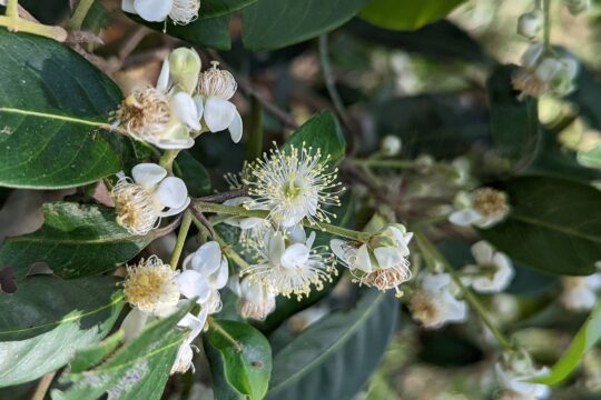 Native Guava in Logan showing signs of Myrtle Rust resistance