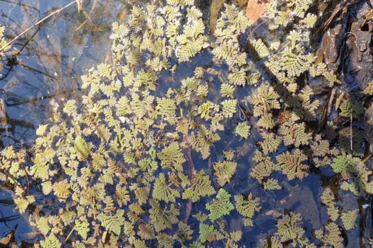 A Weed? A Native? Or Both?