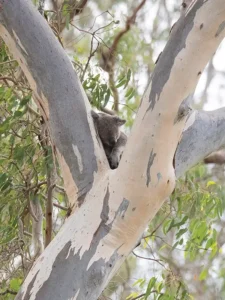 Listening for Koalas at Curramore Sanctuary - Land for Wildlife