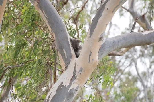 Listening for Koalas at Curramore Sanctuary