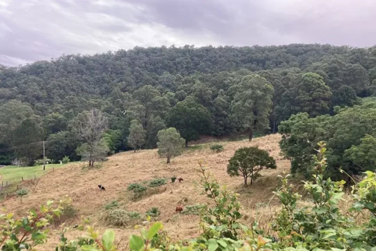 Beginning a Land for Wildlife Journey