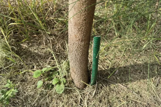 Protecting Young Plants from Hares and Rabbits