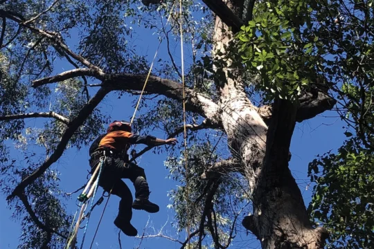 Thinking outside the (nest) box to provide habitat for threatened species