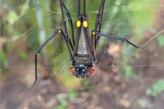 Golden Orb-Weaver Spiderlings