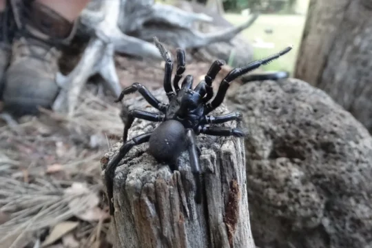 Funnel-webs of SEQ
