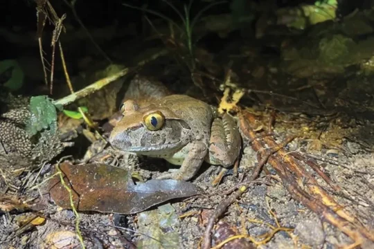Find a Frog in February: Regenerative Agriculture Integrates Conservation
