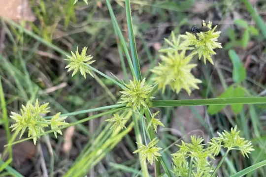 Mowed to Meadows