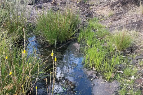 From Bedrock to Frog Habitat