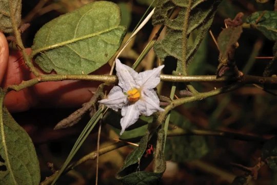 A New Species of Nightshade found on a Land for Wildlife Property