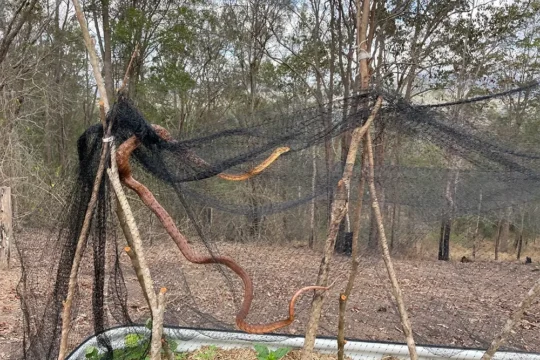 Freeing Mundi the Brown Tree Snake