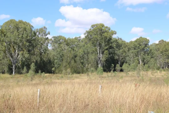 Ipswich’s First Conservation Covenant: Permanent protection for a future forest