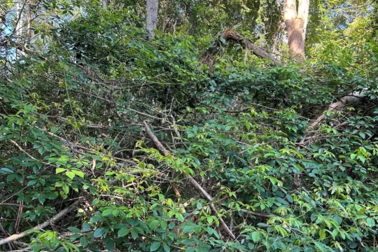 Exploring the Competition between Vigorous Native Vines and Trees