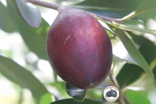 The Black Plum Hunt: Recovery Plan for Planchonella eerwah