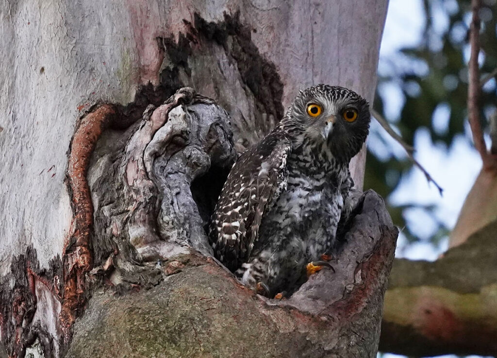 Powerful Owl Project in SEQ - Land for Wildlife