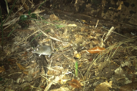 Using Fauna Cameras on Private Properties