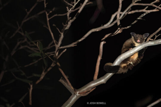 The Value of Old Trees for Gliders