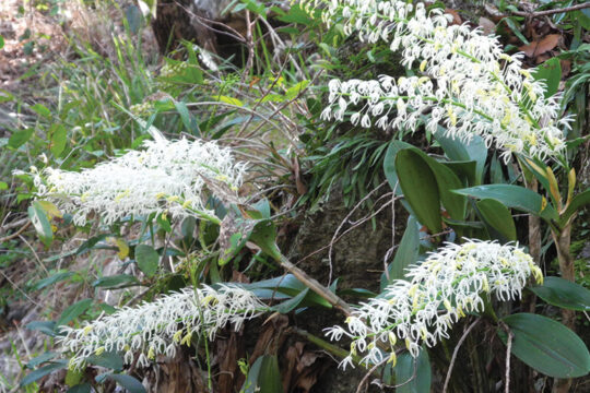 Tipping the Balance in Favour of Native Plants