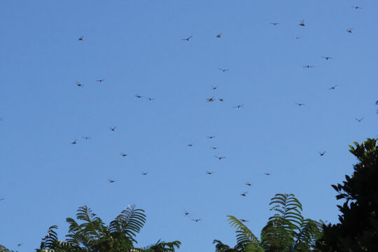 Odonata for Beginners