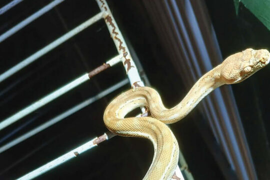 Coastal Carpet Pythons